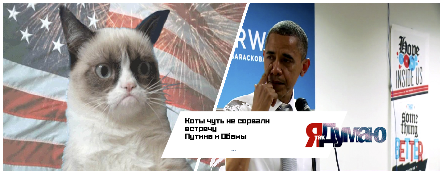 Турецкие коты VS Обама. Кто кого?