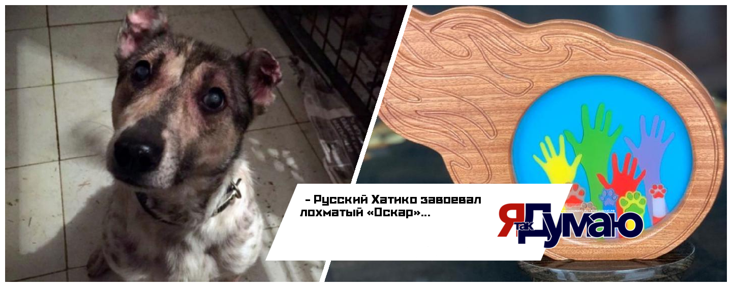 Русский Хатико стал победителем первого международного конкурса «Мой ласковый и нужный зверь»