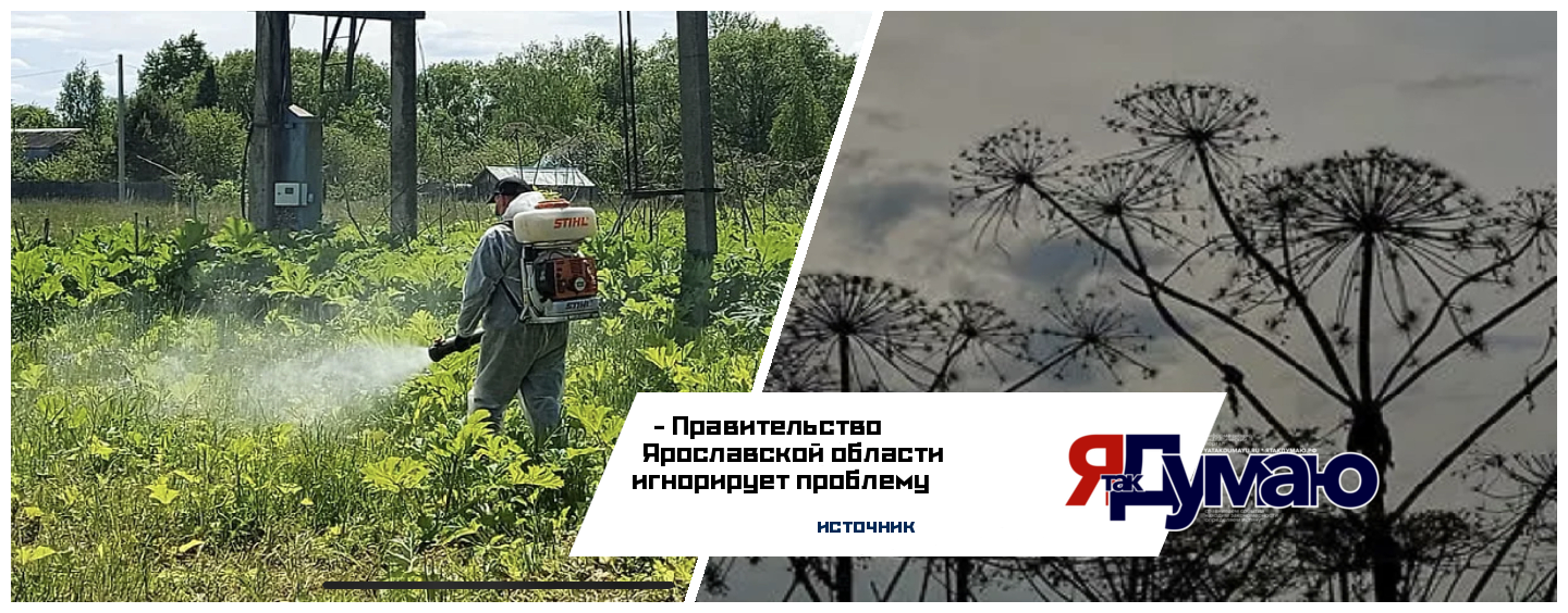 Правительство Ярославской области игнорирует проблему разросшегося на 5,7 тыс. гектаров борщевика