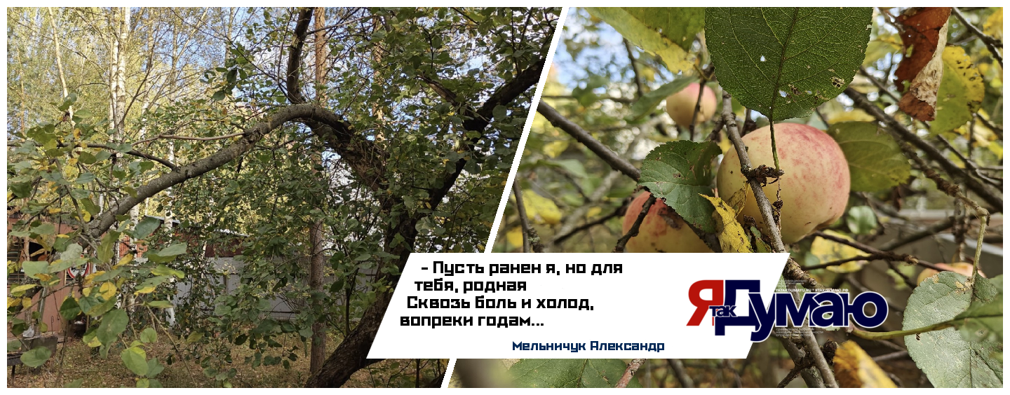 Сломанная ветка даёт плоды у нас в саду