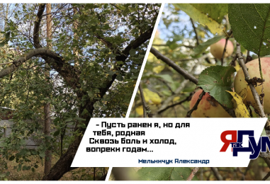 Сломанная ветка даёт плоды у нас в саду