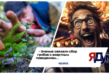 Ученые связали сбор грибов с азартным поведением